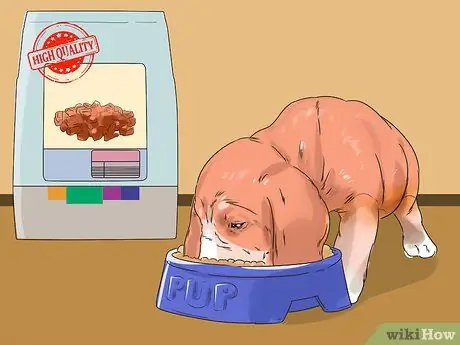 Избавьтесь от собачьей перхоти, шаг 10