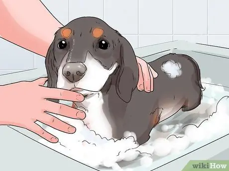 Избавиться от собачьей перхоти, шаг 7