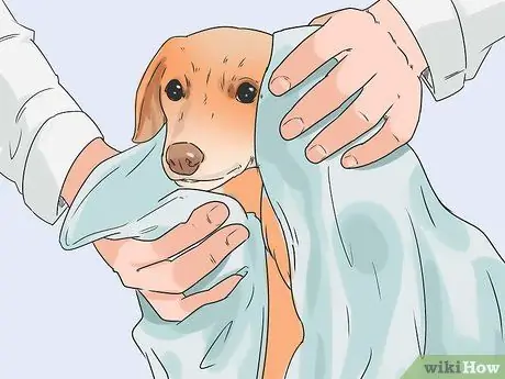 Избавиться от собачьей перхоти, шаг 9