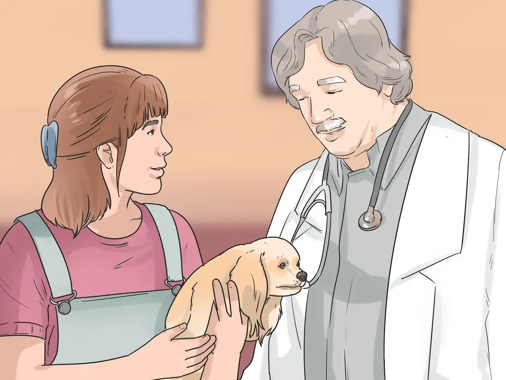 3 способа избавиться от собачьей перхоти