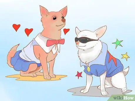 Испортить чихуахуа Шаг 6