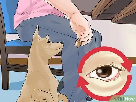 Получите родственника, чтобы прекратить кормить собаку столовый корм, шаг 2