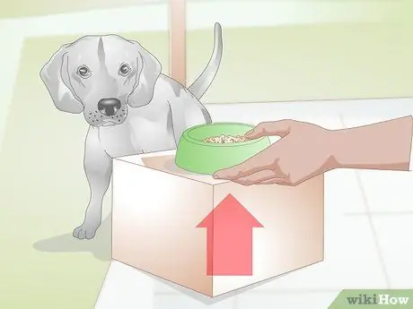 Сделайте кормление комфортным для собак с артритом Шаг 2