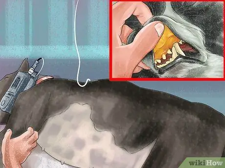 Диагностика болезни печени у пожилых собак Шаг 1