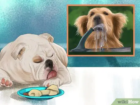 Диагностика болезни печени у пожилых собак Шаг 3