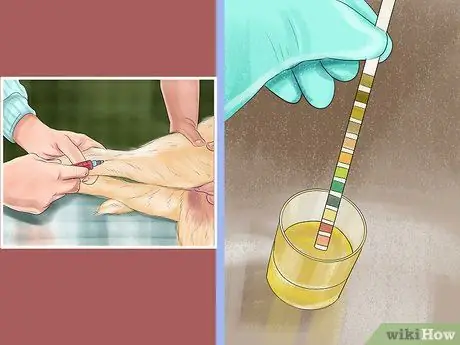 Диагностика болезни печени у пожилых собак Шаг 4