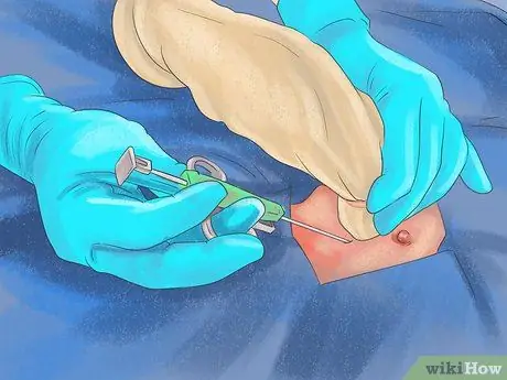 Диагностика болезни печени у пожилых собак Шаг 6