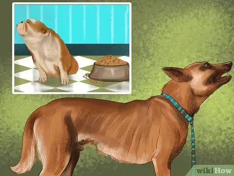 Диагностика болезни печени у пожилых собак Шаг 7