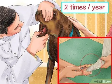 Диагностика болезни печени у пожилых собак Шаг 8