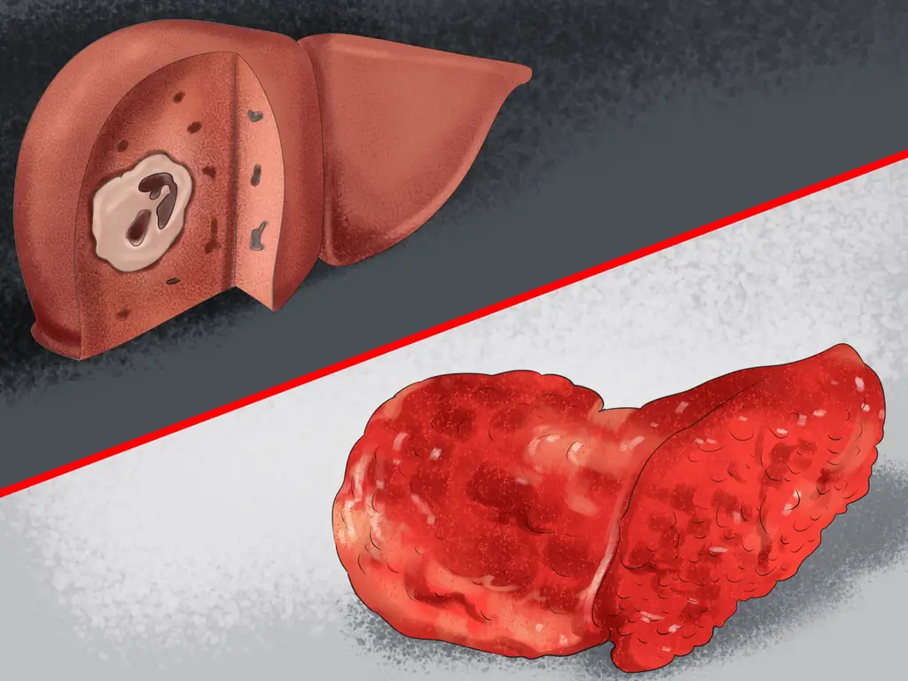 Как диагностировать болезнь печени у пожилых собак: 9 шагов