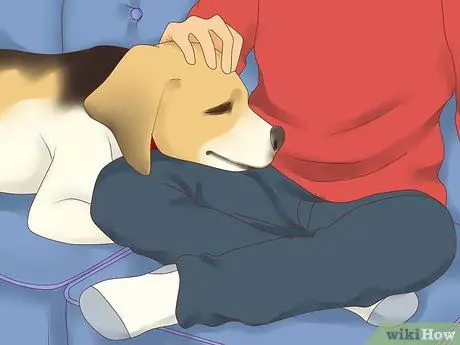 Лечить депрессию у собак Шаг 2