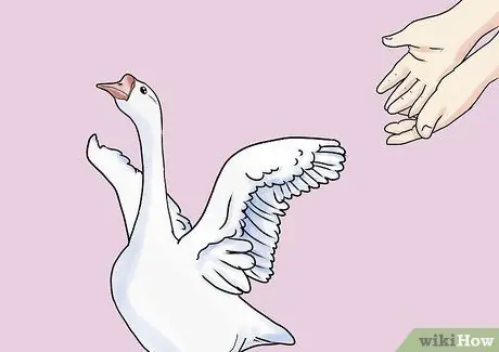 Уход за гусем Шаг 7