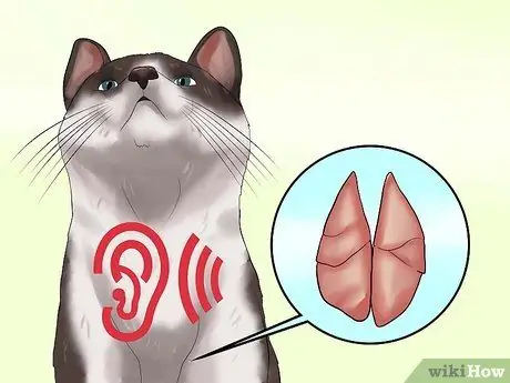 Выявление URI котенка или пневмонии Шаг 1