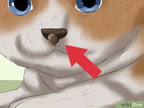 Выявление URI котенка или пневмонии Шаг 2