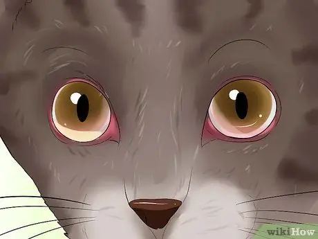 Выявление URI котенка или пневмонии Шаг 3