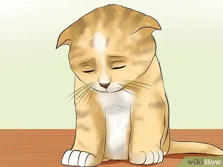 Выявление URI котенка или пневмонии Шаг 4