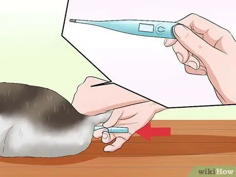 Выявление URI котенка или пневмонии Шаг 5