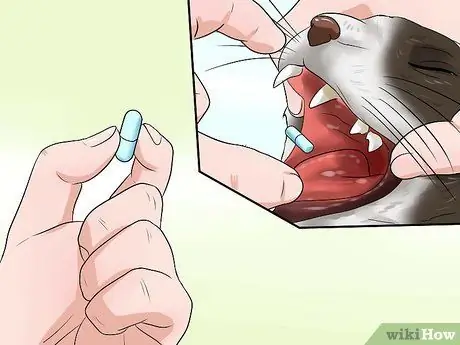 Выявление URI котенка или пневмонии Шаг 7