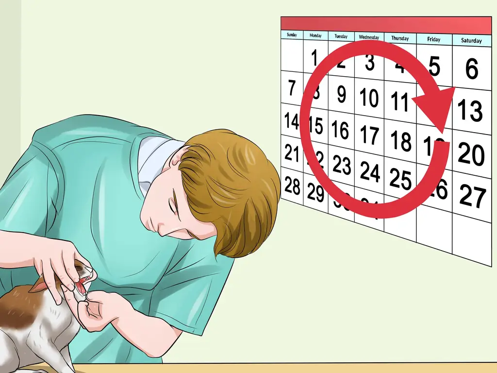 Как определить URI или пневмонию у котят: 9 шагов (с иллюстрациями)