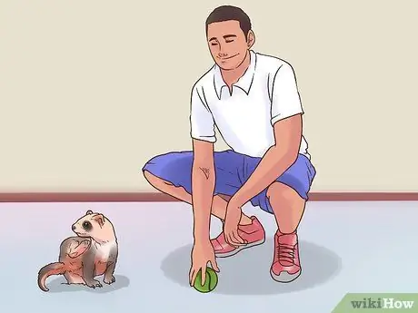 Сыграть в Fetch with a Ferret Шаг 11