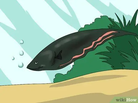 Установка простого рефугиума в резервуаре Шаг 8