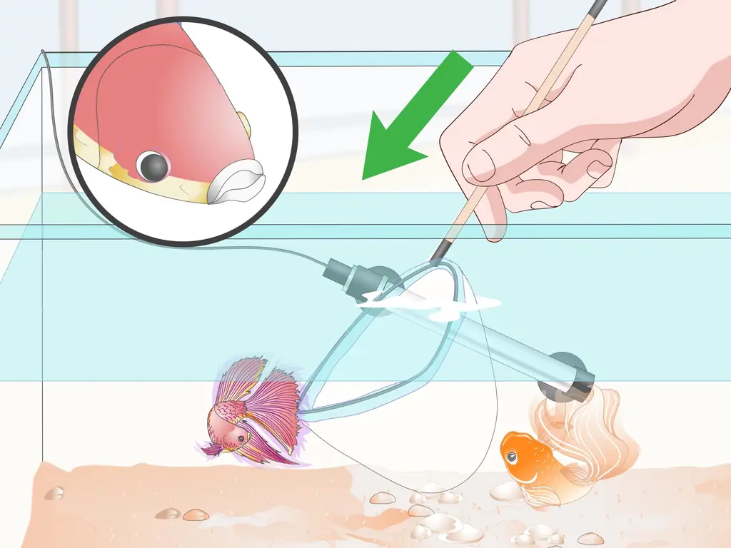 Как предотвратить и лечить папайя у бойцовой рыбки: 9 шагов