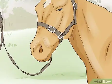 Поло с запахом Step 6