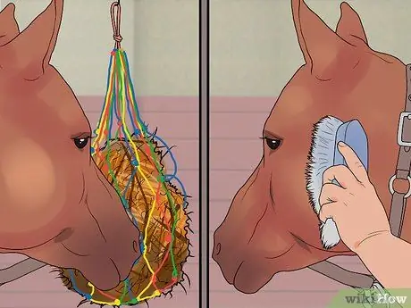 Добейтесь успеха на своем первом конном шоу Шаг 13