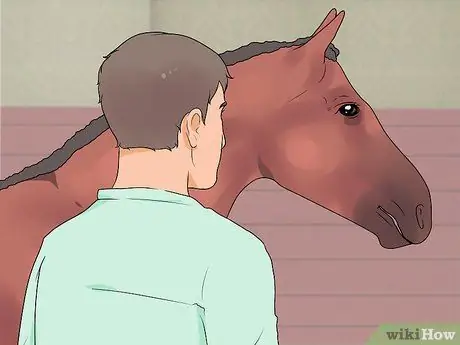 Добейтесь успеха на своем первом конном шоу, шаг 2