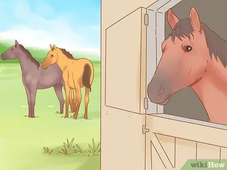 Посадите лошадь в новое окружение Шаг 10