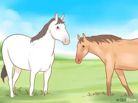 Посадите лошадь в новое окружение Шаг 11