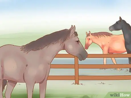 Посадите лошадь в новое окружение Шаг 12