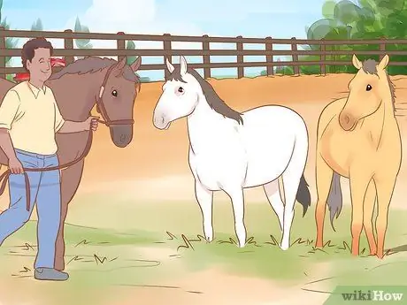 Поселить лошадь в новом месте Шаг 13