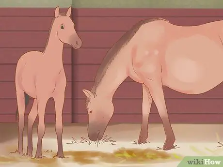 Посадите лошадь в новое окружение Шаг 14