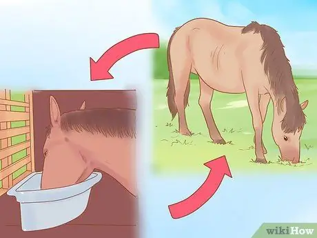 Посадите лошадь в новое окружение Шаг 3