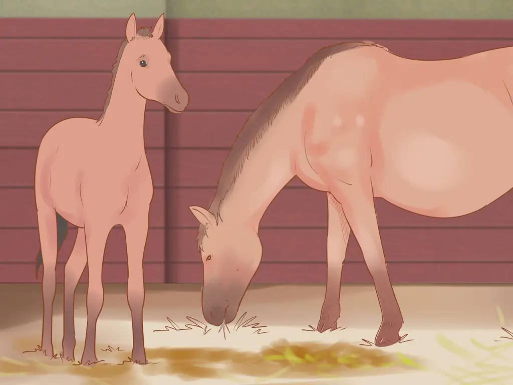 Как посадить лошадь в новое окружение: 14 шагов