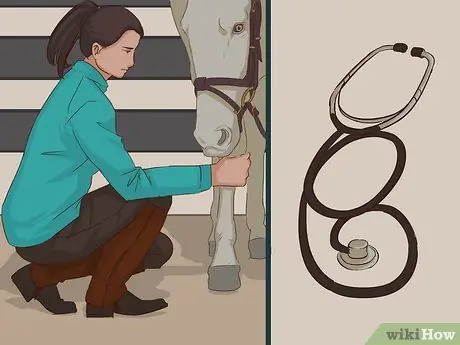 Купить скаковую лошадь Step 13