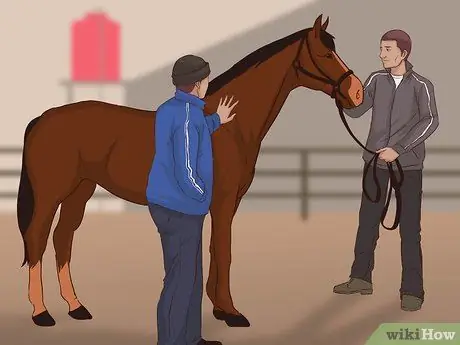 Купить скаковую лошадь Шаг 2