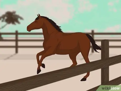 Купить скаковую лошадь Step 6