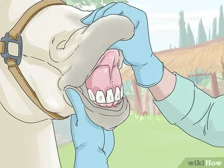 Очистить лошадь Шаг 14