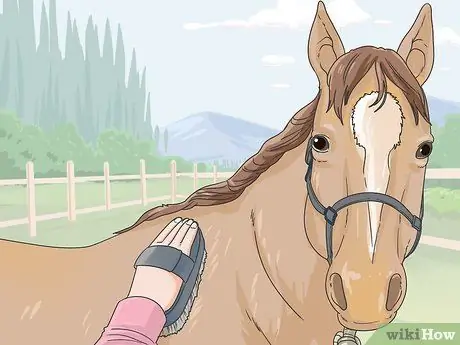 Очистить лошадь Шаг 2