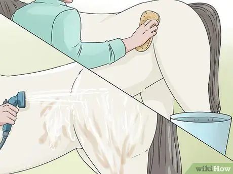 Очистить лошадь Шаг 8