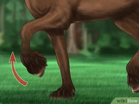 Научите лошадь пиаффе Шаг 9