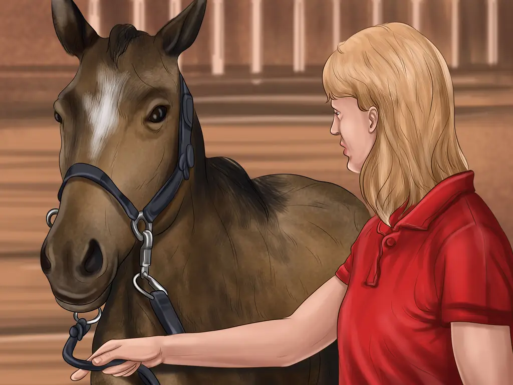 Как научить лошадь пиаффе: 10 шагов (с иллюстрациями)