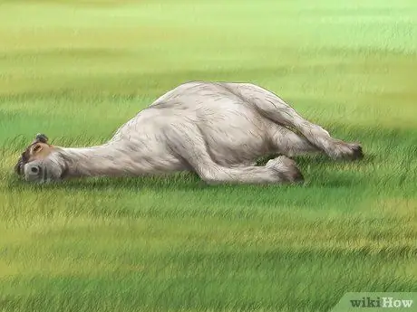 Учите лошадь ложиться Шаг 9