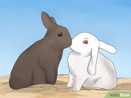 Уход за кроликами Mini Lop Step 13