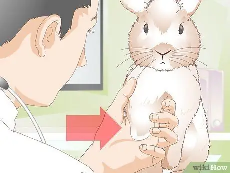 Уход за кроликами-инвалидами Шаг 1