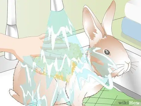 Уход за кроликами-инвалидами Шаг 12
