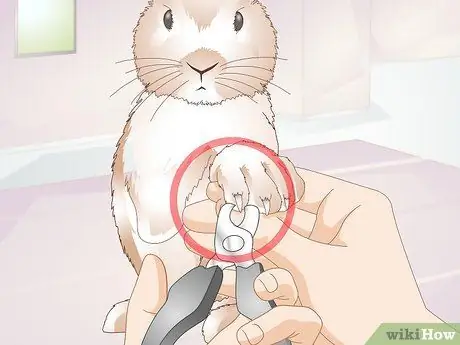 Уход за кроликами-инвалидами Шаг 14