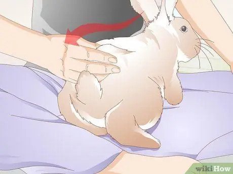 Уход за кроликами-инвалидами Шаг 18